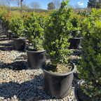 True Dwarf Common Boxwood