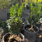 True Dwarf Common Boxwood