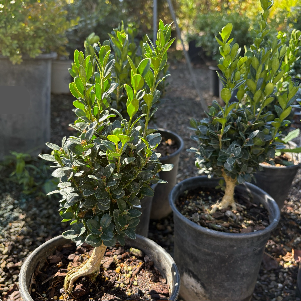 True Dwarf Common Boxwood