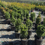 True Dwarf Common Boxwood