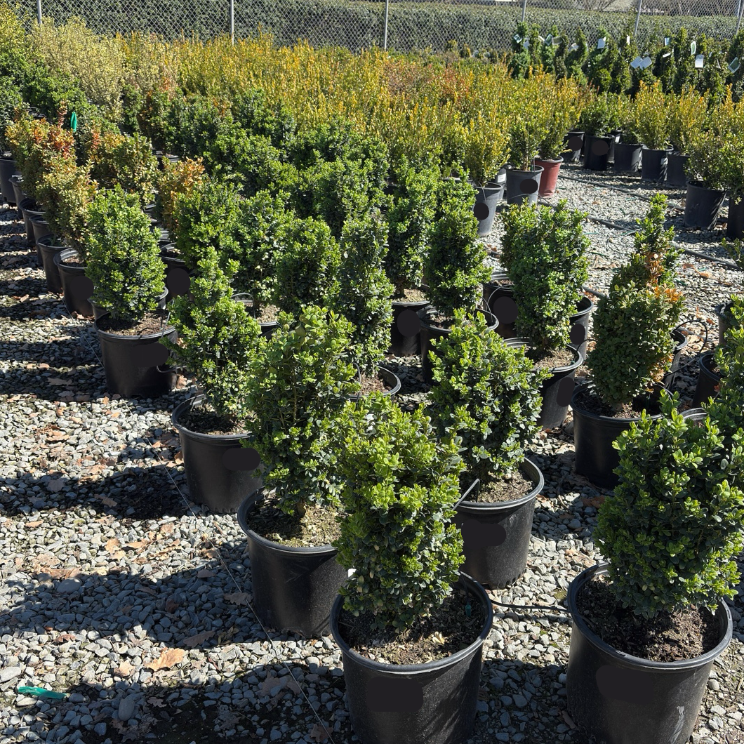True Dwarf Common Boxwood