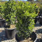 True Dwarf Common Boxwood