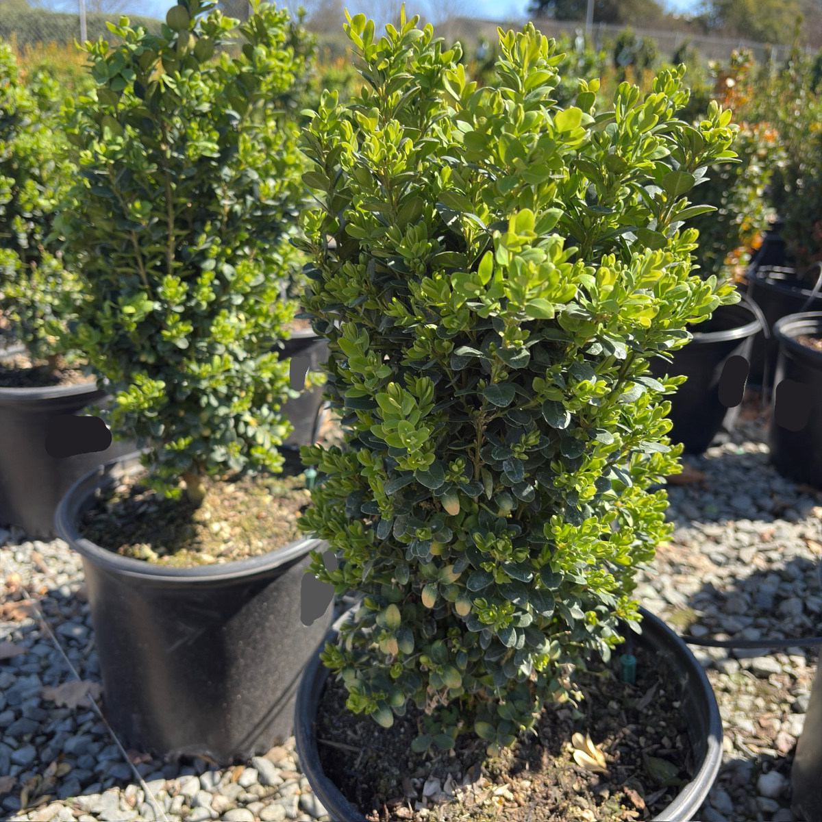 True Dwarf Common Boxwood
