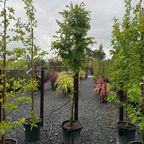 True Green Chinese Elm