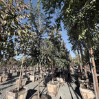 True Green Chinese Elm