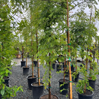 True Green Chinese Elm