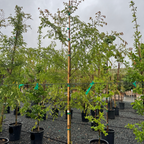 True Green Chinese Elm
