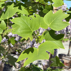 Close-up of Tulip Tree green leaves with a blurred background