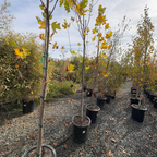Row of young Tulip Trees in pots on a gravel ground with a cloudy sky.