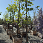Row of potted Tulip Trees and plants in a nursery setting with a clear blue sky.