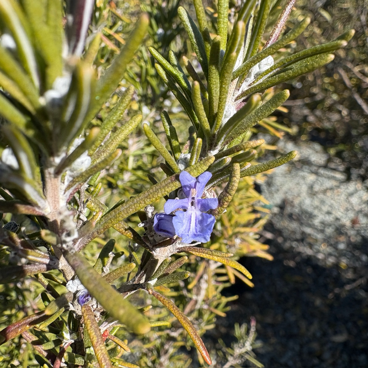 Tuscan Blue Rosemary