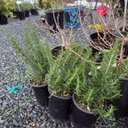 Tuscan Blue Rosemary 