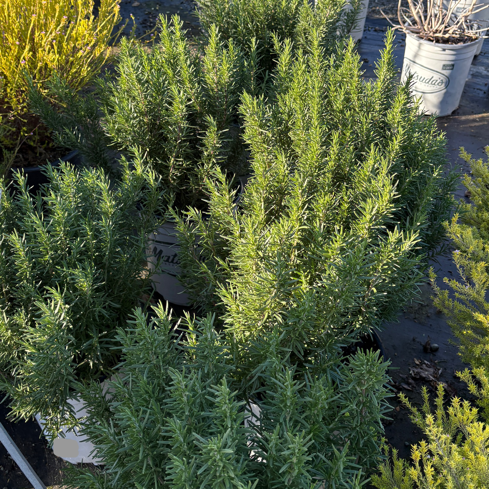 Tuscan Blue Rosemary