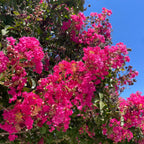 Tuscarora Crape Myrtle