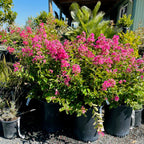 Tuscarora Crape Myrtle