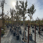 Tuscarora Crape Myrtle