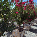 Tuscarora Crape Myrtle