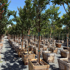 Tuscarora Crape Myrtle