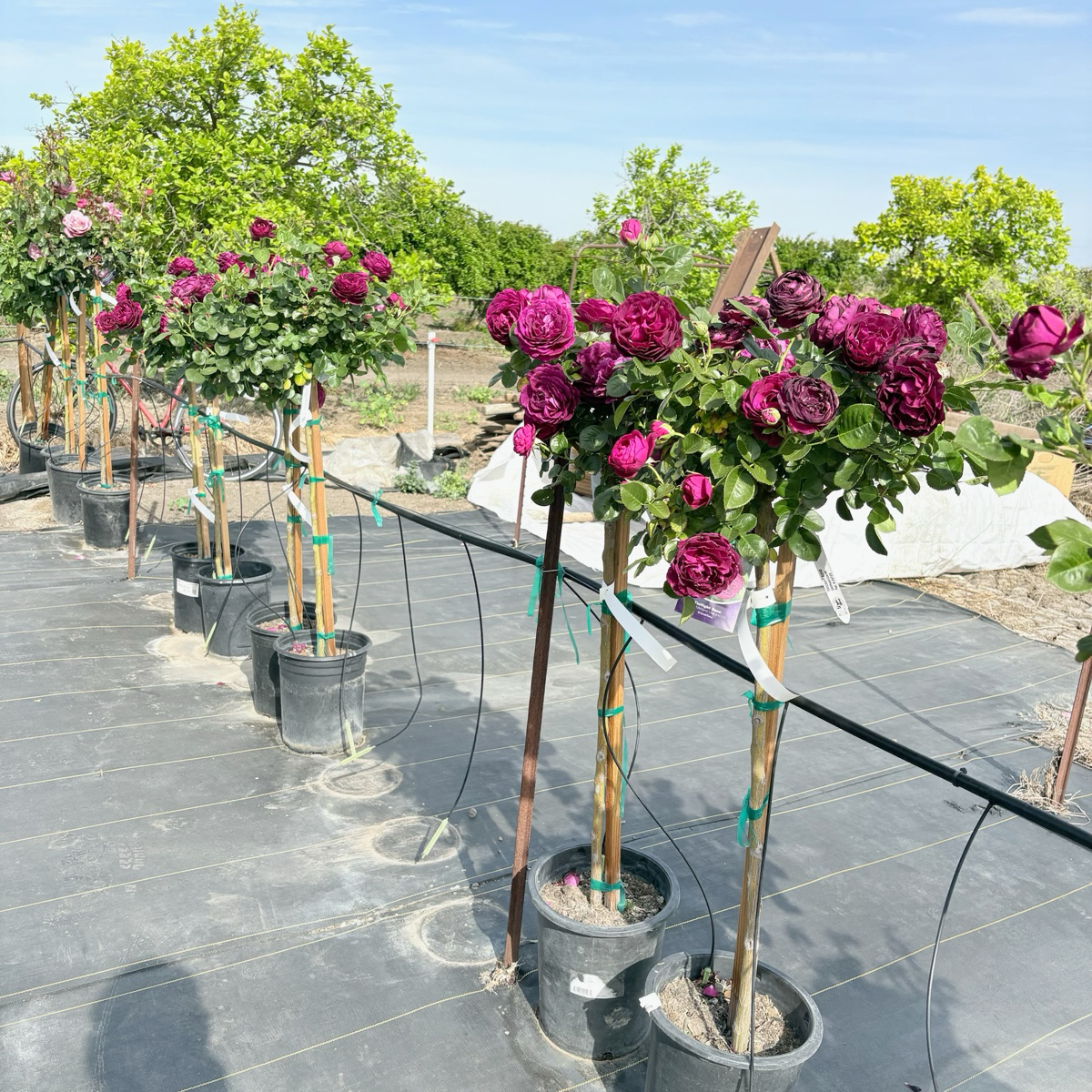 Twilight Zone Grandiflora Rose