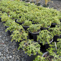 Twin Peaks Coyote Brush
