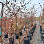 Twisty Baby ® Dwarf Black Locust