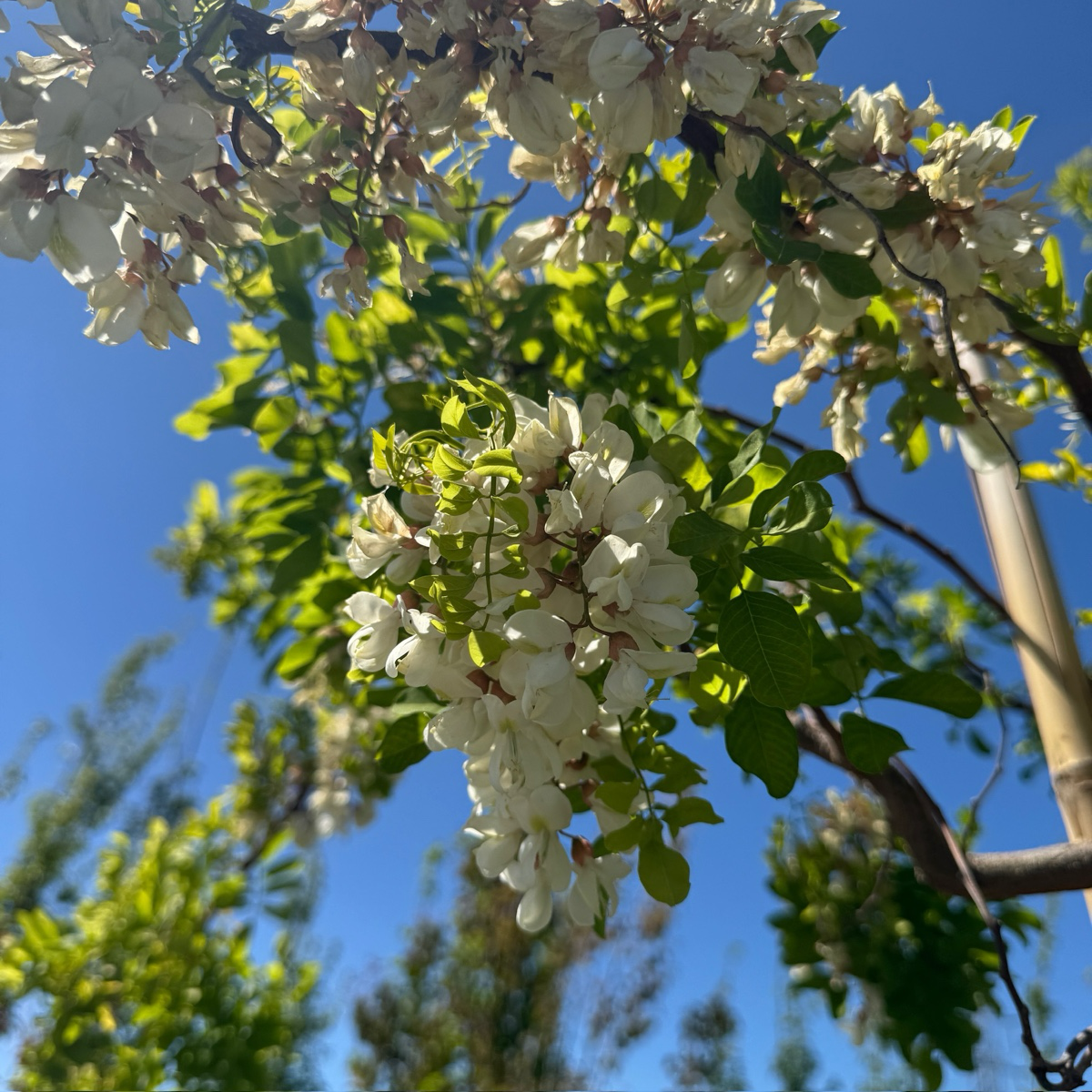 Twisty Baby Dwarf Black Locust