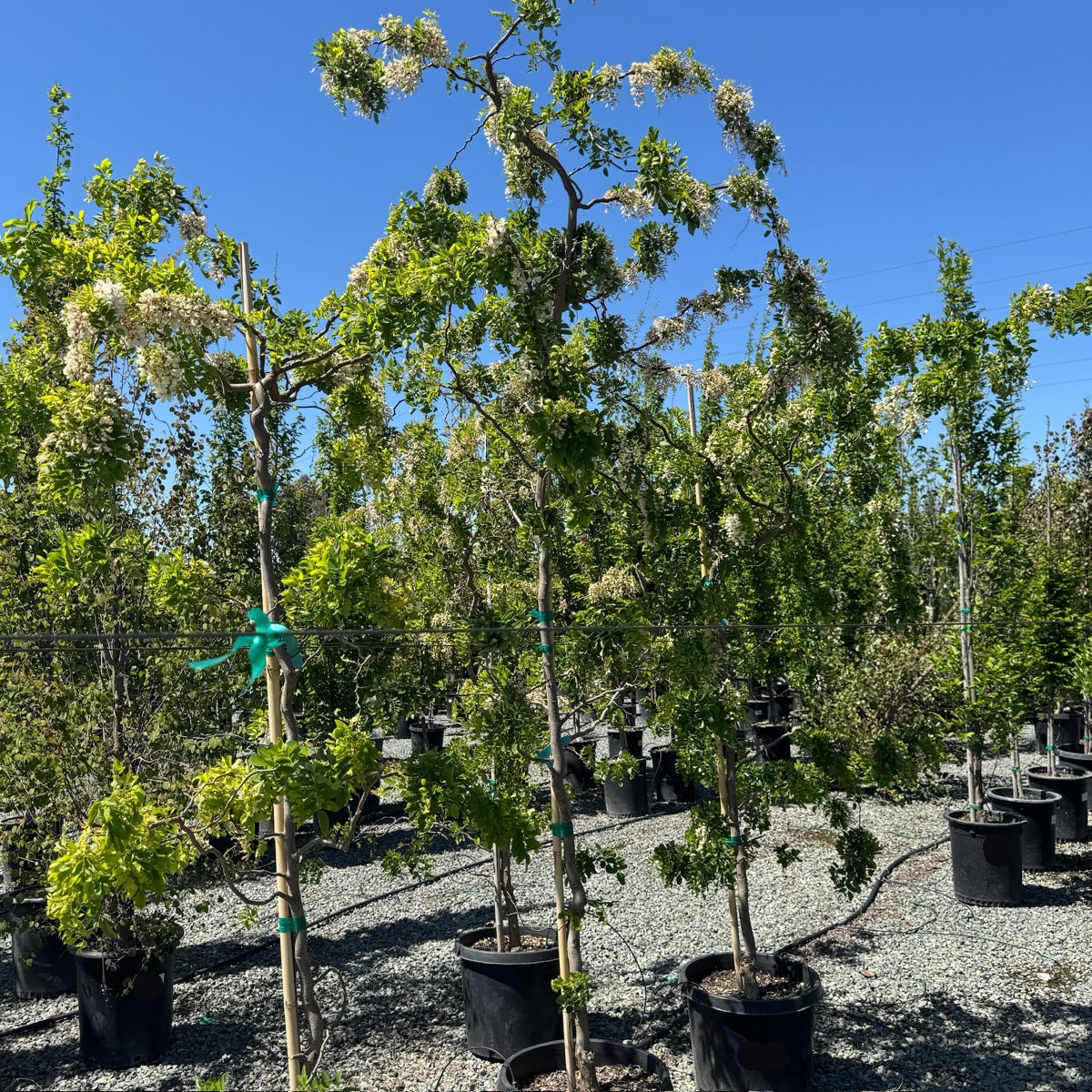 Twisty Baby Dwarf Black Locust