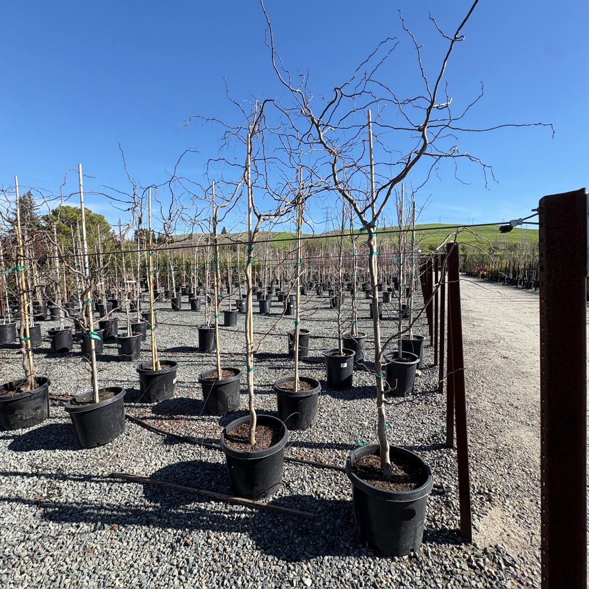 Twisty Baby Dwarf Black Locust