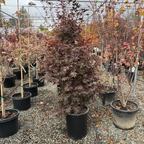 Row of potted Twombly's Red Sentinel Japanese Maple plants with a focus on a tall, dark green plant in the center.