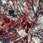 Close-up of Twombly's Red Sentinel Japanese Maple leaves on a branch with a blurred background