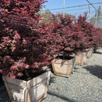 Row of potted Twombly's Red Sentinel Japanese Maple trees with red foliage in a nursery setting