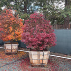 Twombly's Red Sentinel Japanese Maple