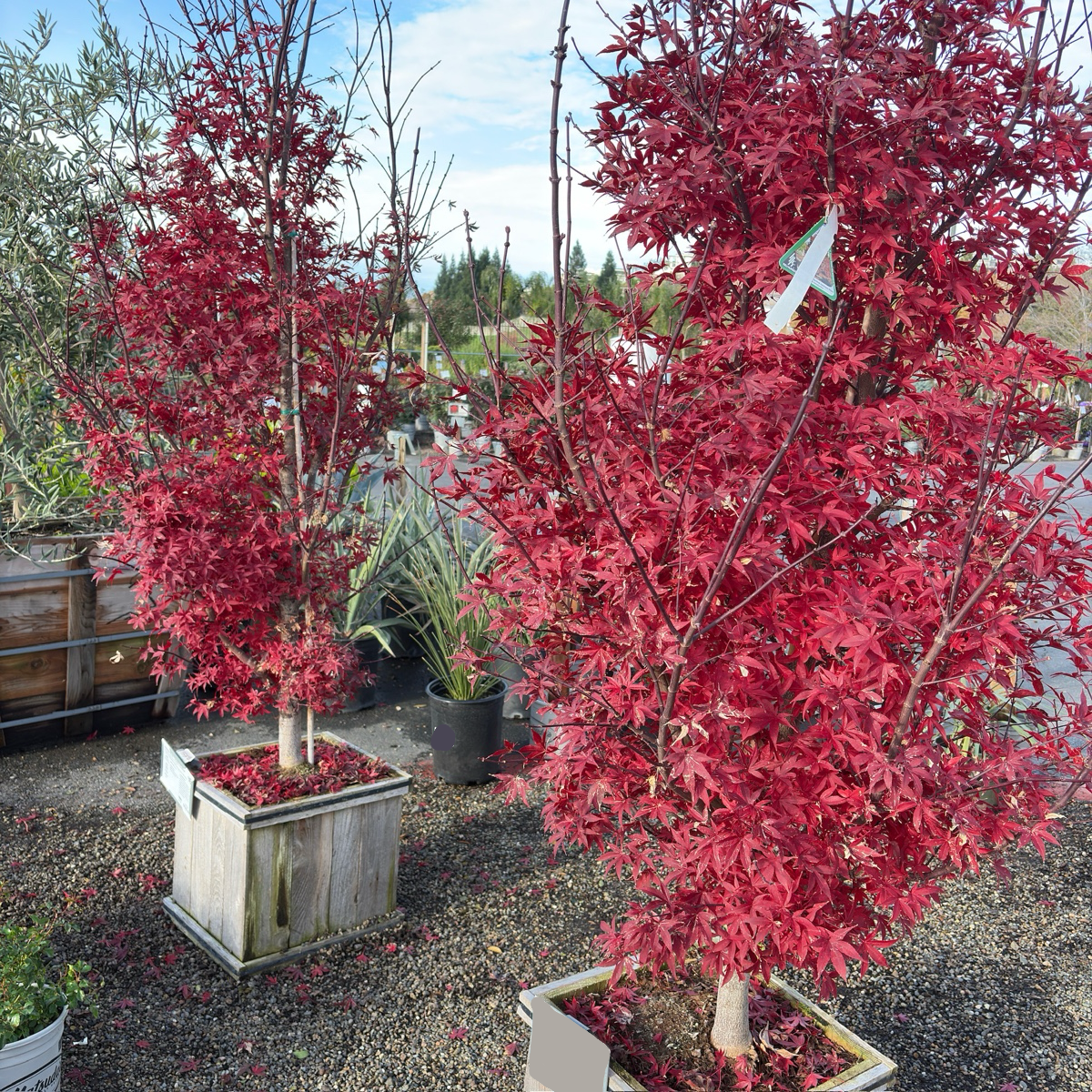 Twombly's Red Sentinel Japanese Maple