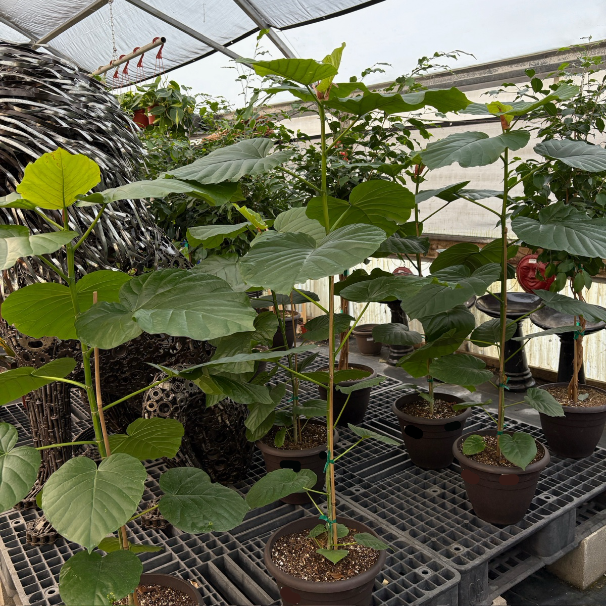 Umbrella Fig