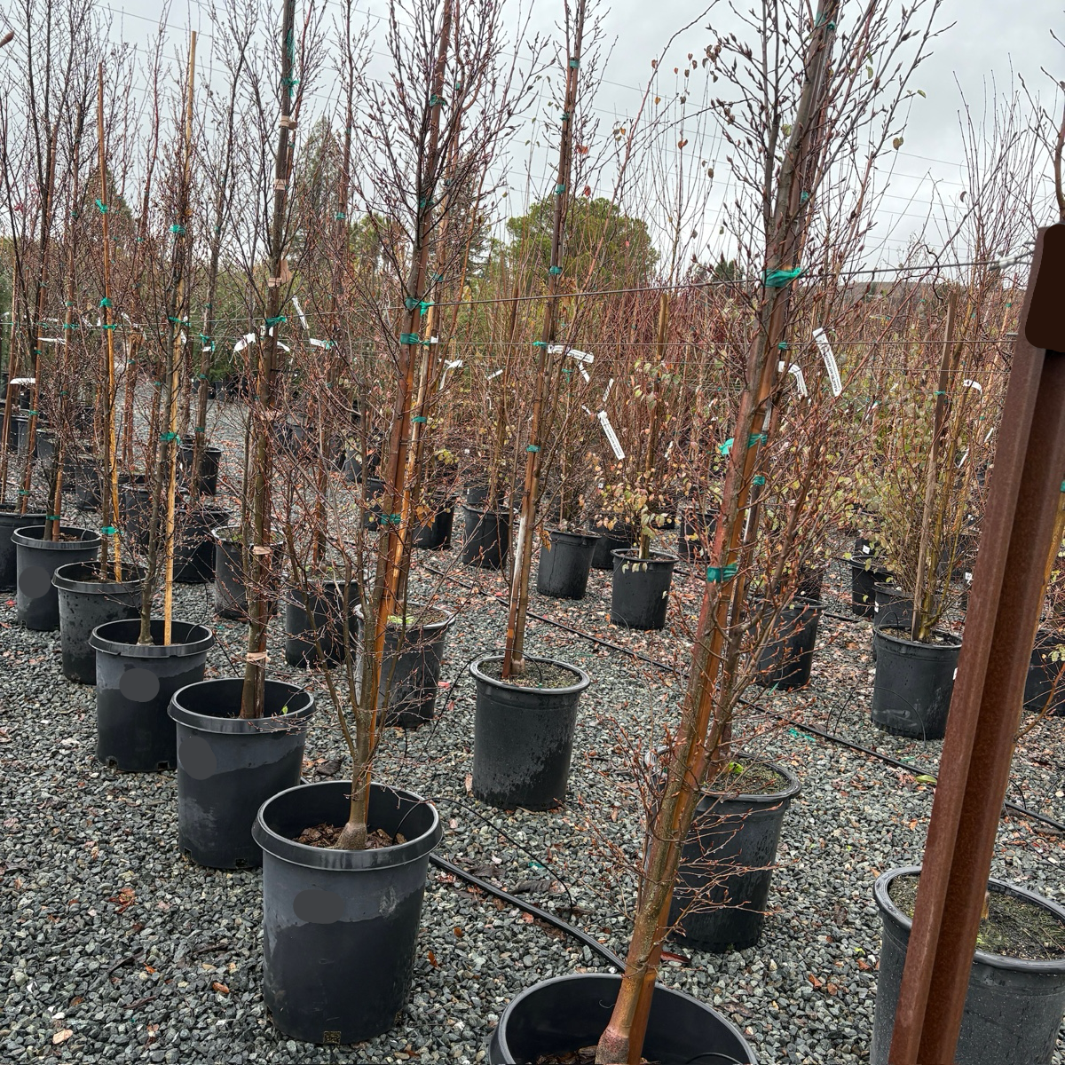 Upright European Hornbeam