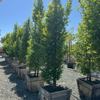 Upright European Hornbeam