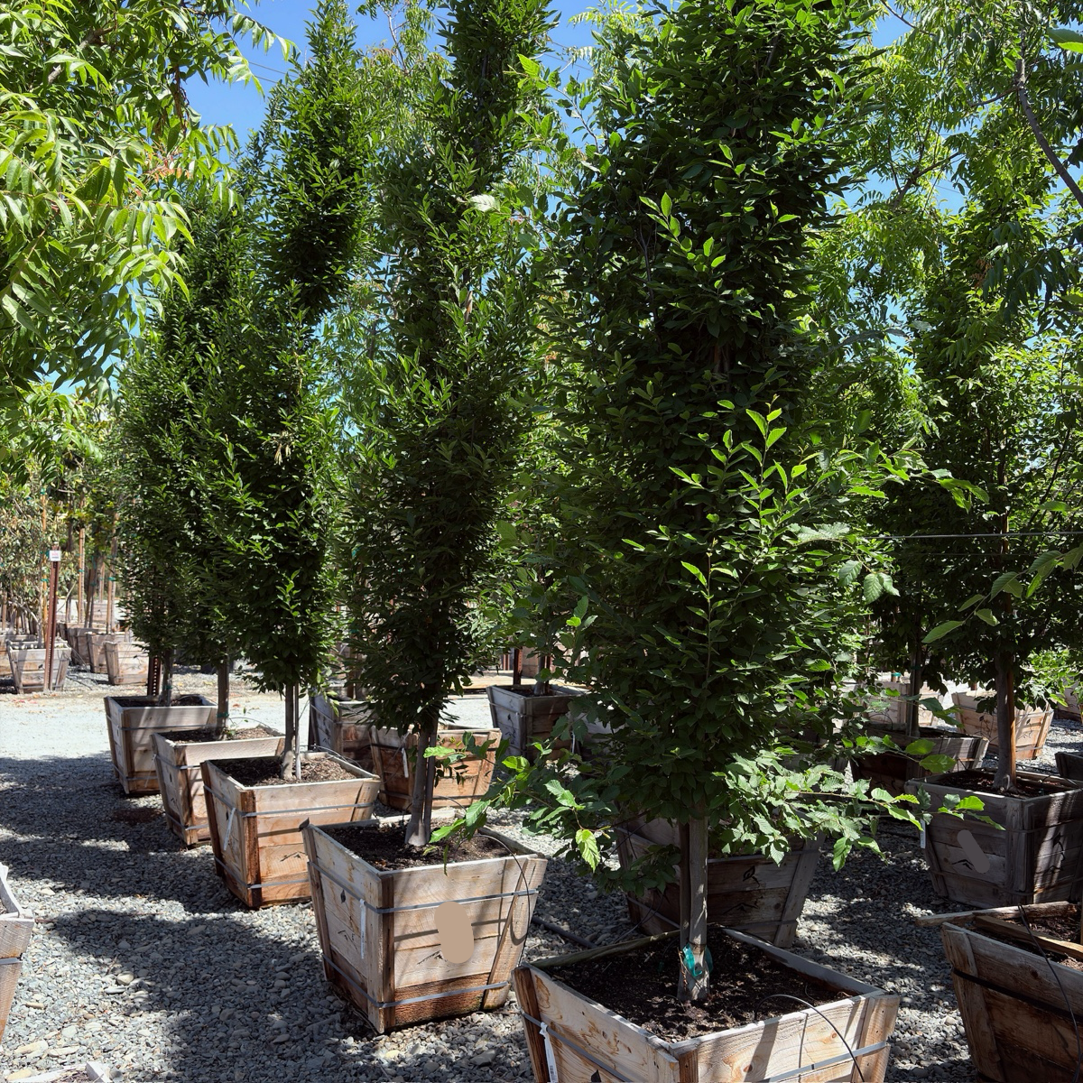 Upright European Hornbeam