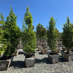 Upright European Hornbeam