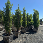Upright European Hornbeam