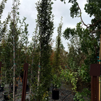 Upright European Hornbeam