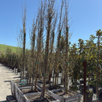 Upright European Hornbeam