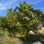Valencia  Drawf Orange