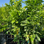 Valencia  Drawf Orange