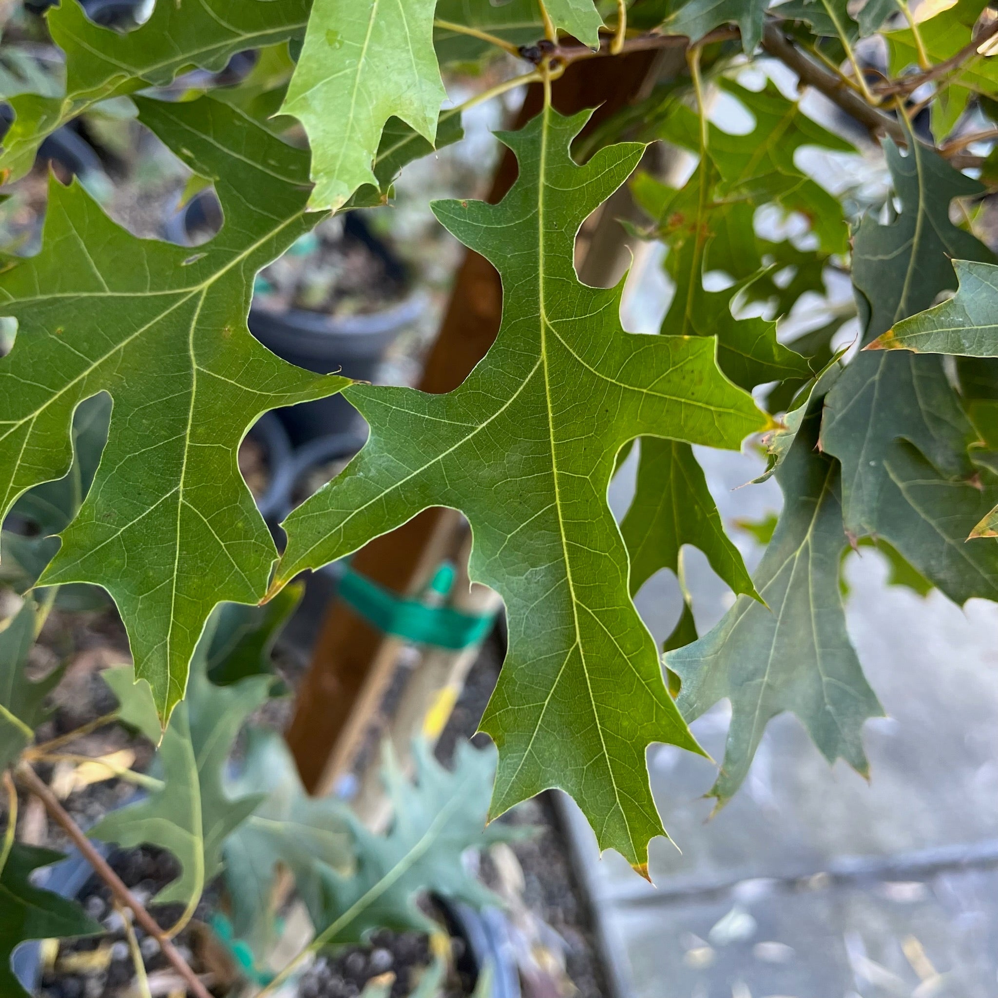 Valley Oak