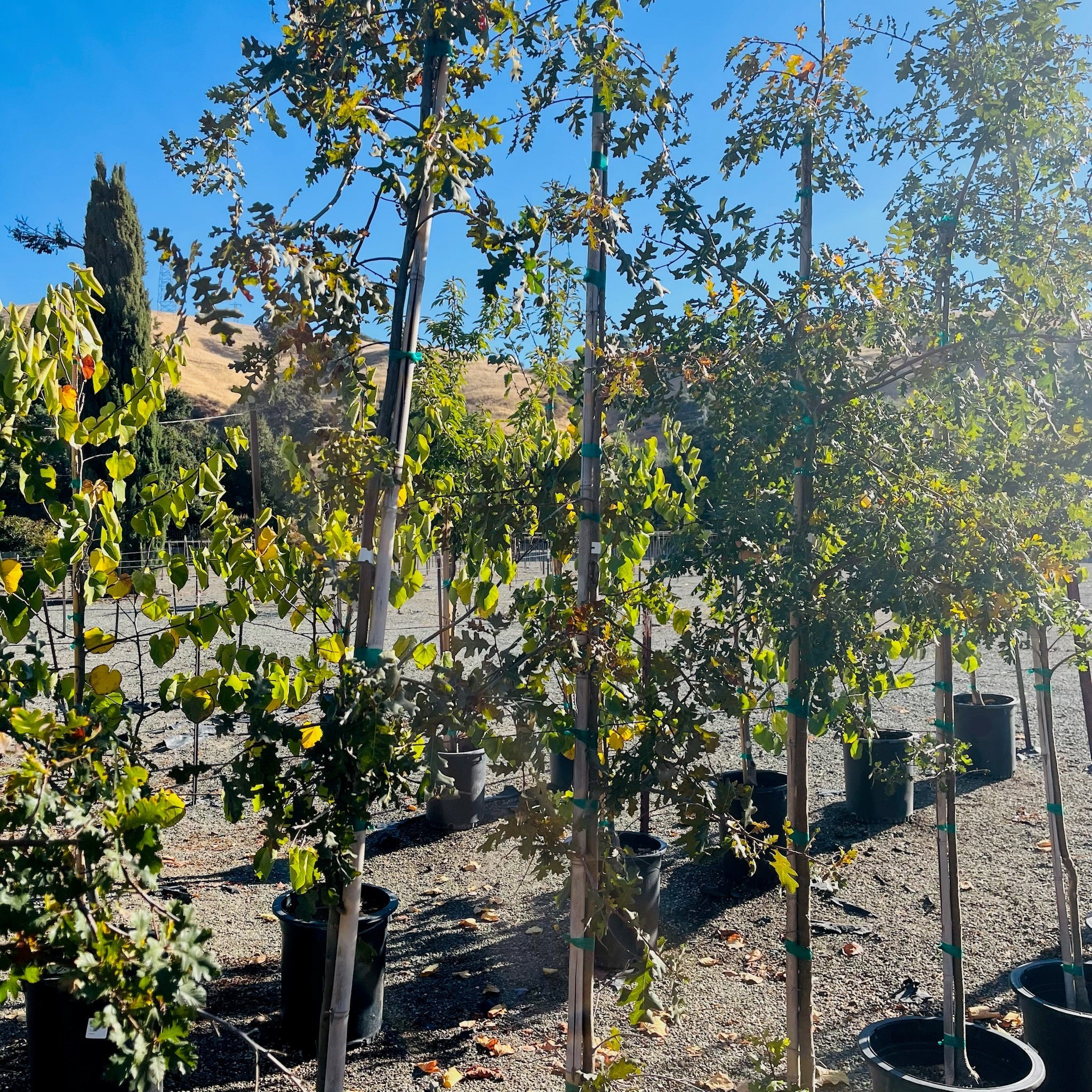 Valley Oak