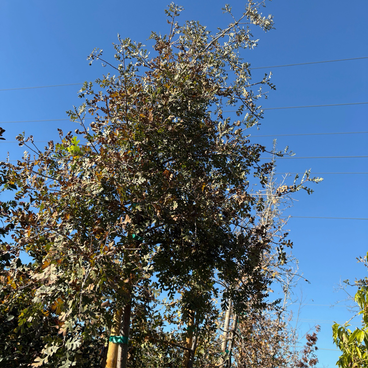 Valley Oak