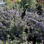 Purple flowering Valley Violet California Lilac in a garden setting