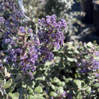 Close-up of purple flowers Valley Violet California Lilac on a green bush