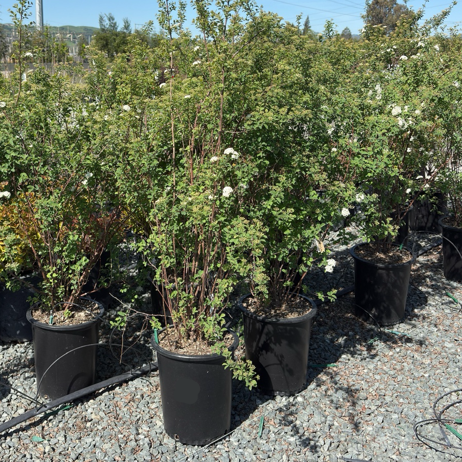 Van Houtte's Spirea