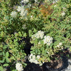 Van Houtte's Spirea